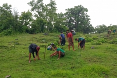 Tree Planting - MCCWG