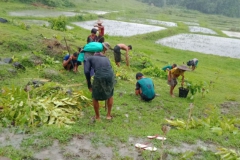 Tree Planting - MCCWG